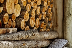 Photograph_of_logs